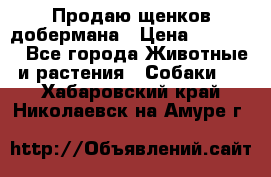 Продаю щенков добермана › Цена ­ 45 000 - Все города Животные и растения » Собаки   . Хабаровский край,Николаевск-на-Амуре г.